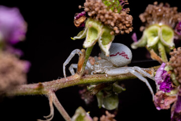 Macro photography of a spider