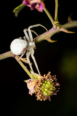 Macro photography of a spider
