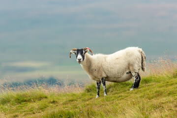 Scottish Blackface, Swaledale ewe, or female sheep with curly horns and thick fleece, stood in lush summer moorland  in Swaledale, North Yorkshire.  Facing front.   Horizontal, Space for copy. - obrazy, fototapety, plakaty