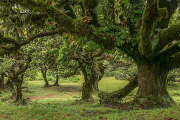 Madeira, Feenwald, Fanal, Lorbberbäume, Lorbeerwald