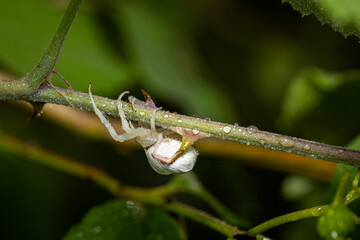 Macro photography of a spider
