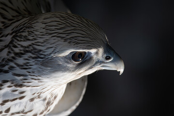 falcon closeup