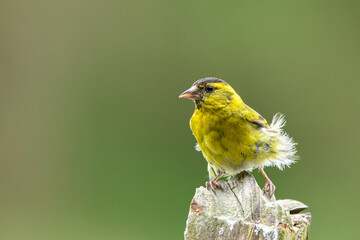 Obraz premium siskin on the branch