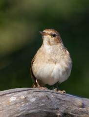 Thrush nightingale, Luscinia luscinia. An early morning bird sits on an old fallen tree trunk