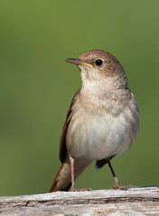 Thrush nightingale, Luscinia luscinia. A bird sits on an old log and looks away