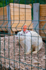 adult gray rabbit eats grass through the bars
