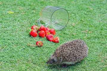 cute hedgehog in a clearing with red strawberries