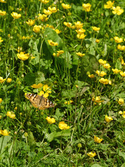 A painted lady butterfly basks in strong, warm sunlight amidst a clump of golden buttercups in the UK countryside.