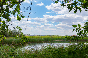 picturesque landscape on the river with reeds