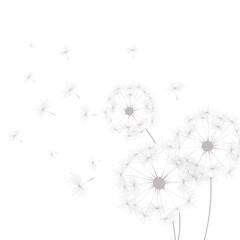 dandelions illustration background - floral design - Fine art