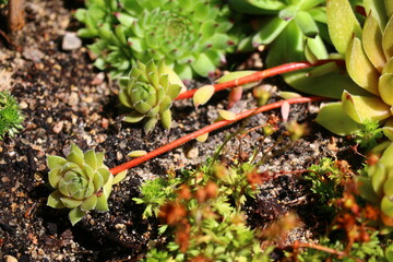 Sempervivum GELBER STERN Rojnik Gelber Stern