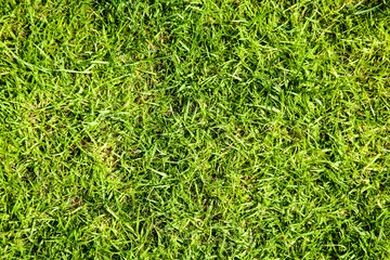 Texture of green and juicy grass. Green and fresh lawn. Trimmed and manicured grass on the lawn. The freshness of the golf course. Color correction in green. Background for photo wallpaper