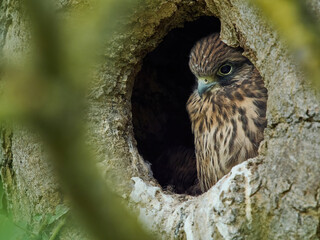 A thoughtful kestrel chick, nearly fledged, gazes from the safety of its trunk-hollow nest, seemingly impatient to get on and explore the world.