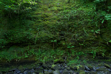 Mossy liverwort wall next to a waterfall