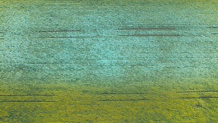 sunflowers agriculture field futuristic scanner top dron view