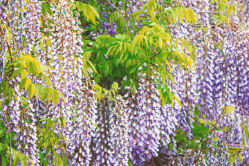 Long clusters of purple blue acacia