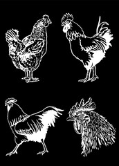Set of  vector roosters isolated on black background, domestic animals, grahical elements