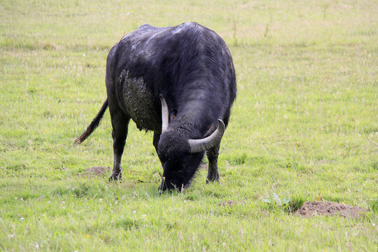 une bufflonne dans le pr&eacute;
