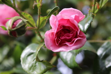 Symbolisch für Blüten. Rosa Rosenstrauch. Makrofotografie. Königin der Blumen aus nächster Nähe. Ein buschiger Baum mit rosa Blüten. Rosenknospen sind von grünen Blättern umgeben. Die natürliche Farbe