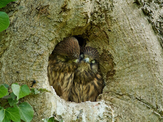 Two kestrel fledglings in the safety of their tree trunk hollow nest, nuzzle together in an apparent and surprising display of familial connection.