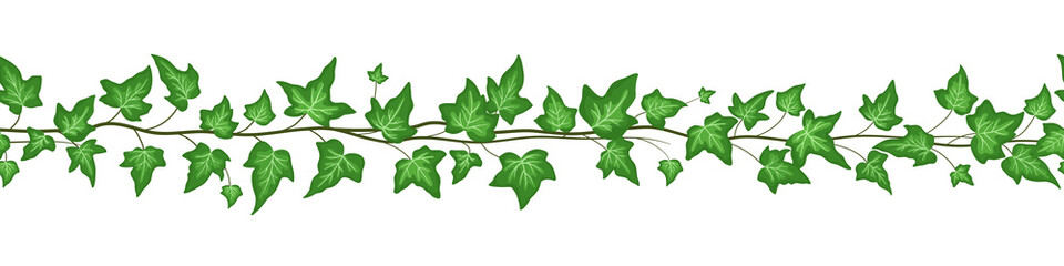 Seamless border with green ivy leaves isolated on white background. Vector flat cartoon illustrations. Vine climbing ivy © Elena