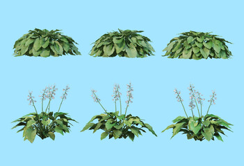 White flowers on a blue background