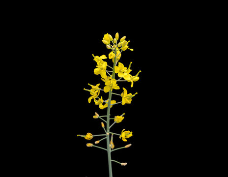 格安 Canola Flowers Images – Browse 121,637 Stock Photos, Vectors 航空機・ヘリコプター