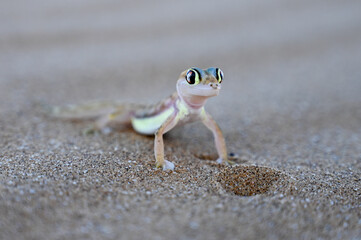Gecko in Desert