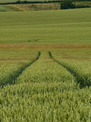 Diminishing tractor tracks extend off through sunlit hills and rolling fields of wheat; a view of the green and pleasant lands.
