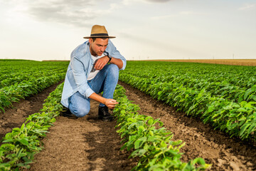 Farmer is examining crops in his growing soybean field.	