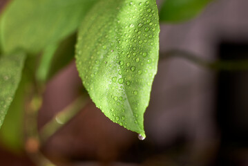 Water droplets on a green lemon leaf