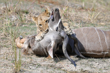 Lion Eating Kudu