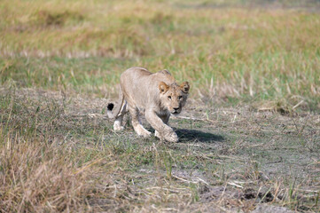Lion Cub Stalking