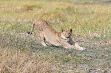 Obraz na płótnie Canvas Lioness Stretching