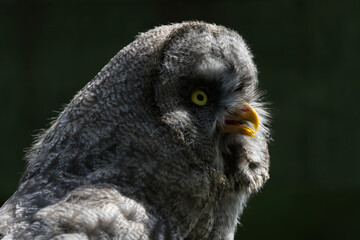 great grey owl close up