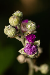 Macro photography of a flower