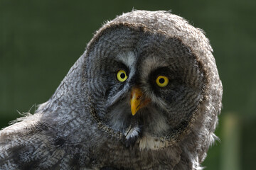 great grey owl close up