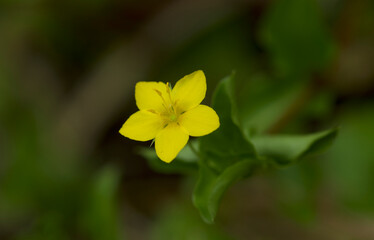 Yellow pimpernel blooming in ancient woodland