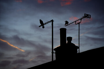 crows in silhouette on tv aerials