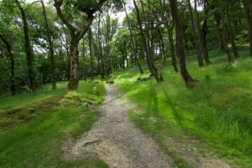 Fototapeta na wymiar Oak temperate rainforest in Wales