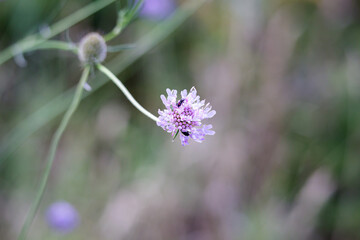 Macro photography of a flower