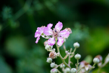 Macro photography of a flower
