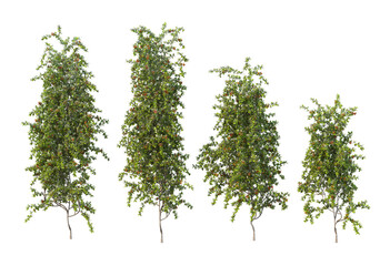 Ivy has flowers on a white background.