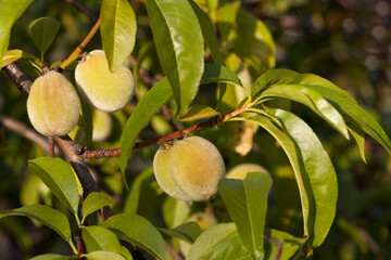 Green peaches on a branch. Ripening fruits of the peach tree.