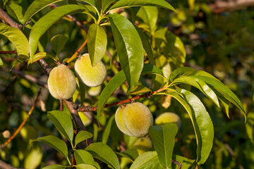 Green peaches on a branch. Ripening fruits of the peach tree. 