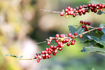 coffee berries