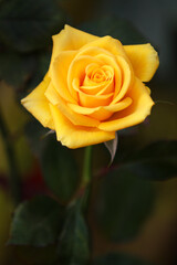 the beautiful rose