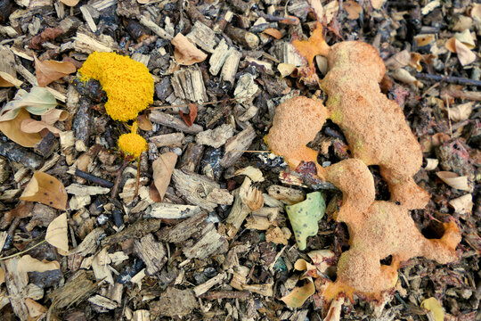 Fuligo septica (Scrambled Egg Slime Mould, Flowers of Tan or Dog Vomit Slime Mould) growing on a pile of wood chippings
