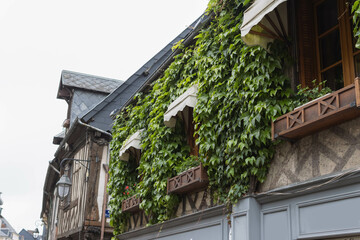 green plants grow on the facade of the house and protect from the sun