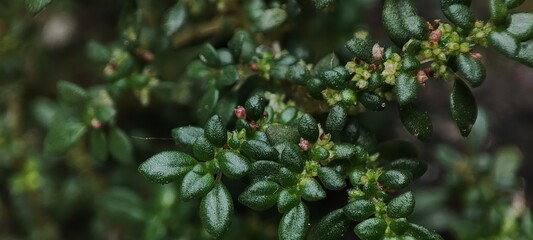 flower plants that grow attached to the wall